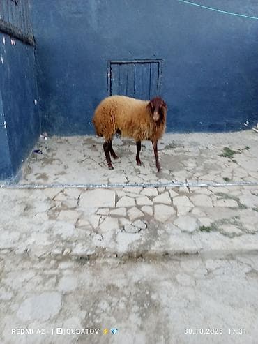 Damazlıq Erkey togulu satılır istəyən olsa yazsın video sun atım baxın lalafo.az -da Damazlıq Erkey togulu satılır istəyən olsa yazsın video sun atım baxın