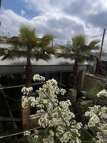 Bitkilər: Beyləqan rayonu, Daşburun kəndində, birbaşa yol kənarında yerləşən 2 — 6