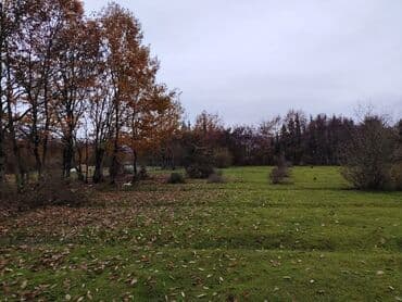 Kənd təsərrüfatı