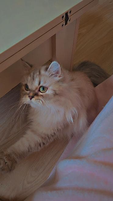 Gəmiricilər: Dişi — 5