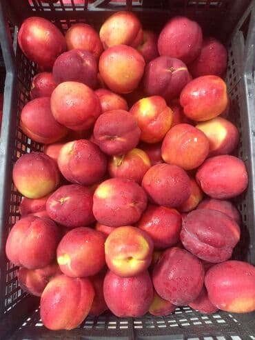 Kia: Nektarin bağı – məhsuldar, bakım görmüş ağaclar - Məhsul: Ağaclarda — 8