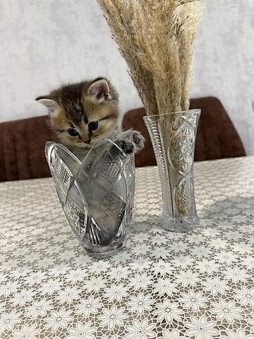 pişik geyimi: Britan — 2