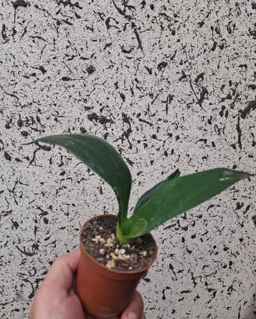 işlənmiş darvazalar satışı sumqayıtda: Otaq bitkiləri — 1