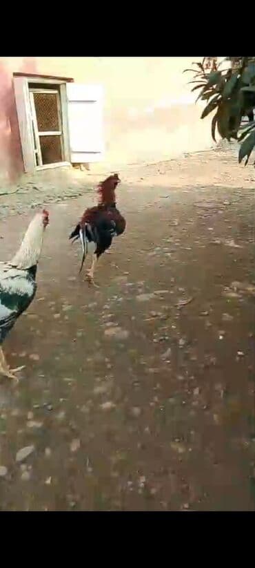 Inəklər, öküzlər: Məhsul: Döyüş tipli xoruz (uzun ayaqlı, güclü pəncəli) Təsvir: - Çox — 2