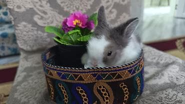 scottish fold satilir: Cinsler — 4