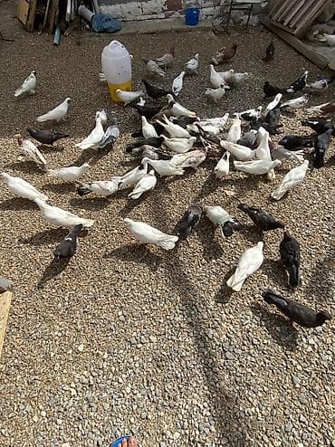 Quşlar: Kom satilir 100 yaxin olar qiymetee sayina gore razilasmaq olar — 1