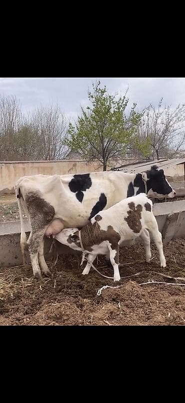 ev quslari haqqinda melumat: Süd malqarası – inək buzovla birlikdə - Cins: holştin tipli, ağ-qara — 1