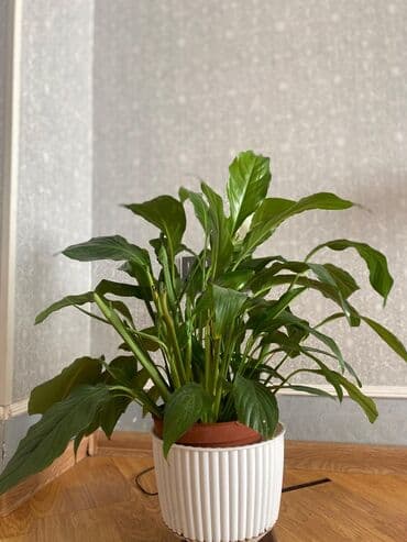 Spathiphyllum (Sülh zanbağı) otaq bitkisi - Yaşıl, parlaq iri