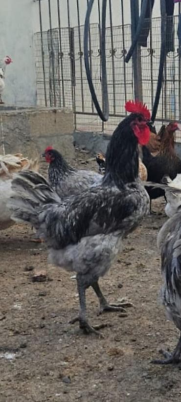 Məhsul:Avstrolop Mavi rəng çalarlarında ət-yumurta istiqamətli