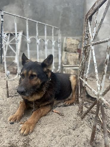 Alman çoban iti, 2 il, Erkek lalafo.az -da Alman çoban iti, 2 il, Erkek