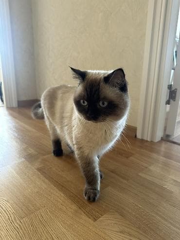 pişik 50 azn: Erkək — 3