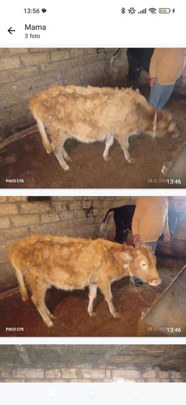 lalafo itlerin satisi: Satış üçün 2 baş heyvan - Qara rəngli buzov: qarışıq cins görünüşlü — 3