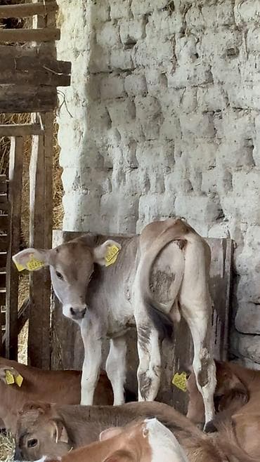 lal ördək balası: Erkek Buzovlar 750 manatdan baslayir Her buzovun öz qiymeti var hamisi — 3