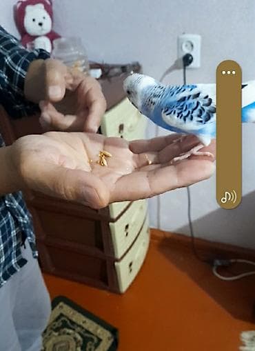 quslar haqqinda melumat: Ələ öyrəşmiş quşdu videoları var — 4