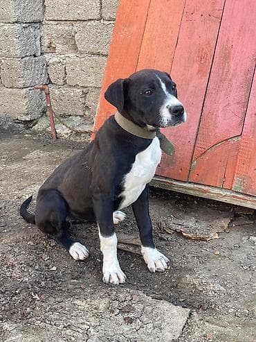 itlerin satiwi: Qara-ağ rəngli it – gəzinti və mühafizə üçün - Orta ölçülü, atletik — 5