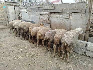 Salam alekum 13 dənədi hamsı erkək di razılaşmaq olaraq diri cəkiləri lalafo.az -da Salam alekum 13 dənədi hamsı erkək di razılaşmaq olaraq diri cəkiləri