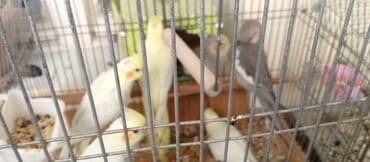 пудель карликовый цена: Tutuquşu Korella. ( Sultan ) Sarı quşlar 35 manat Boz quşlar 30 manat — 3