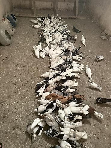 heyvan bazari: Salam quşların içində 80 % super seçilmiş heyvanlardı 175 ədəd — 2