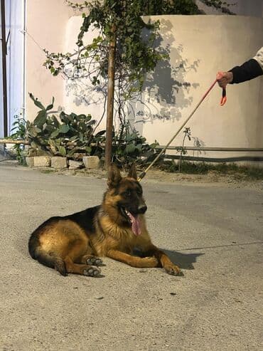 i̇tlər afcarka: Alman çoban iti, 10 ay, Erkek — 1