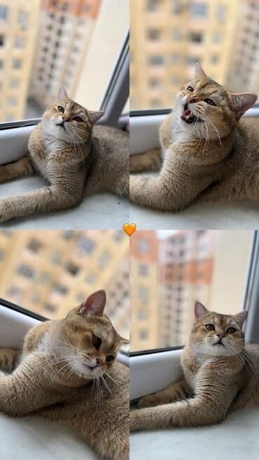 britan pişiyi: Britan — 3