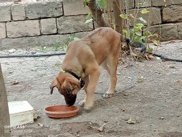 qurdbasar balaları: Qurdbasar, 3 ay, Dişi, Ödənişli çatdırılma — 1