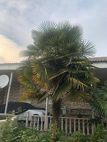 tulpan gulu haqqında: Palma - Növ: Dekorativ açıq sahə palması, soyuğa nisbətən dözümlü — 1