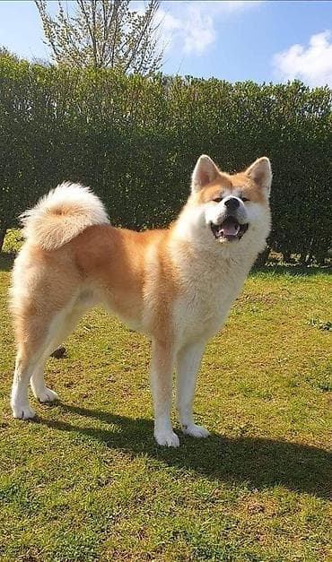 Akita-inu, 1 il, Dişi, Peyvəndli, Ödənişli çatdırılma, Ünvandan götürmə