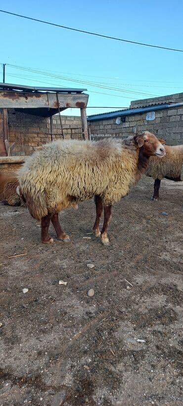 qurbanlıq qoyun: Erkək, Qala, il: 2, Damazlıq, Ünvandan götürmə — 2