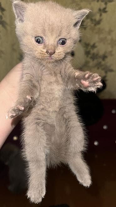 britanski pişik: Şotland yastı qulaq, Dişi, Erkək, Yaxşı əllərə, Ünvandan götürmə, Rayonlara çatdırılma, Pulsuz çatdırılma — 6