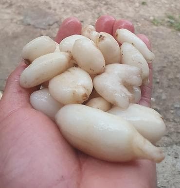 şam qabı: Salam aleykum Təbii və xeyirli Araşdırın sonra əlaqə saxlayın Kilosu — 1