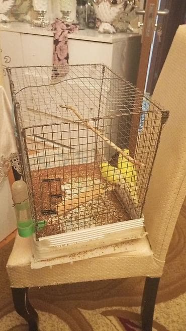 poni at satilir: Qəfəs və yuva ilə birlikdə sarı tutuquşu. Qəfəs içərisində quşun — 2