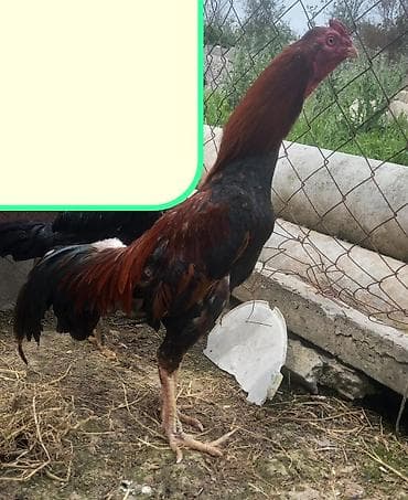 döyüşkən xoruz: 1 yaş 5 aylıqdı. Bir gözü kordu damazlıq üçün super heyvandı — 1