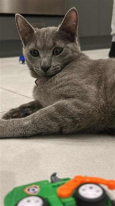 it qovan cihaz: Rus mavi, Yaxşı əllərə — 2