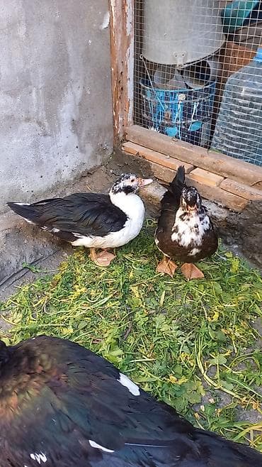 ördekler: Salam lal ordek satiram 4 denedi biri xoruzdu 3 dişi xoruzu 30 azn di — 9