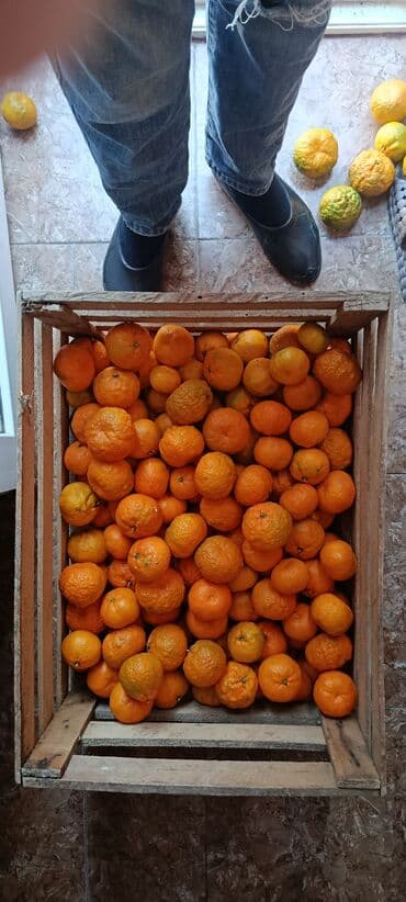 aksesuar qabi: Məhsul: Taxta yeşiyə yığılmış mandarinlər - Sitrus növü: Mandarin - — 2