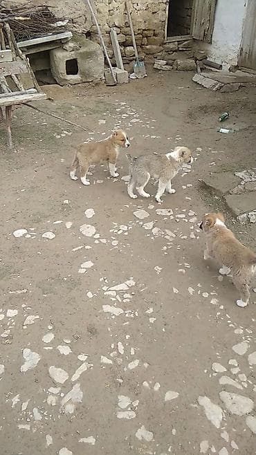 Gəmiricilər: Alabay, Dişi — 6