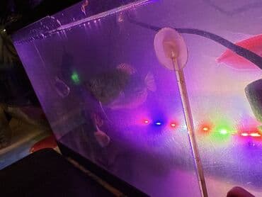 panda baligi: LED işıqlı akvarium seti - Şəffaf plastik gövdəli, qapaqlı akvarium - — 5