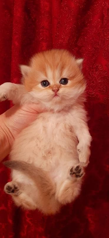 meyn kun pişiyi: Britan — 2