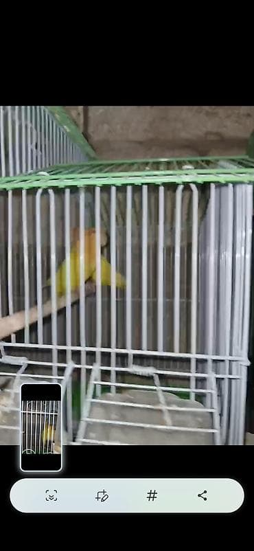 dəvə əti: Məhsul: Cüt sevda quşları (lovebird) Təsvir: - Bir-birinə uyğun cüt — 6