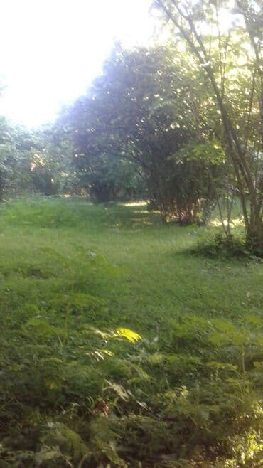 xacmazda findiq bagi satilir: 8 sot, Kupça (Çıxarış) — 1