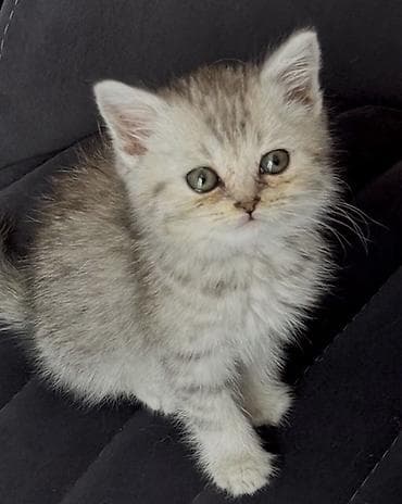 pisik satilir: Şinşila dişi 0516539466 — 2