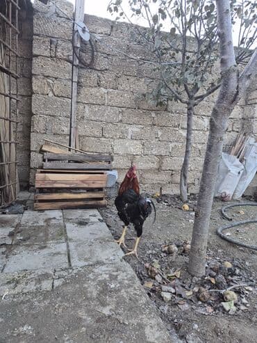 Hinduşka: Cücərti/xoruz - Növ: kənd təsərrüfatı üçün xoruz - Rəng: qırmızı-qara — 1