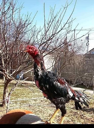 satdıq at: Məhsul: heyvan satılir Mərdəkanda pul lazımdı istəyən yazsin 11 — 3