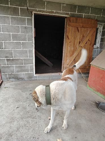 Cinsi: Çoban iti (Qafqaz/Alabay və qurdbasar qarışığı) Xüsusiyyəti lalafo.az -da Cinsi: Çoban iti (Qafqaz/Alabay və qurdbasar qarışığı) Xüsusiyyəti