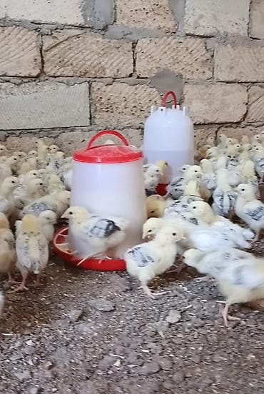 ucuz cuce: Toyuq cücələri, Ətlik, Ünvandan götürmə, Ödənişli çatdırılma — 1
