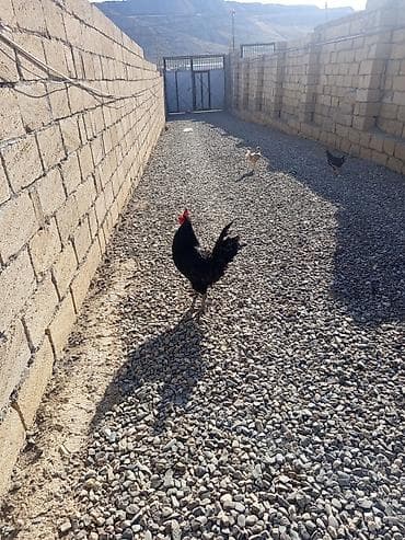 it növleri: Salam Avusduroluq Xoruzu satılır tam sağlamdır heç bir xəsdəliyi — 5
