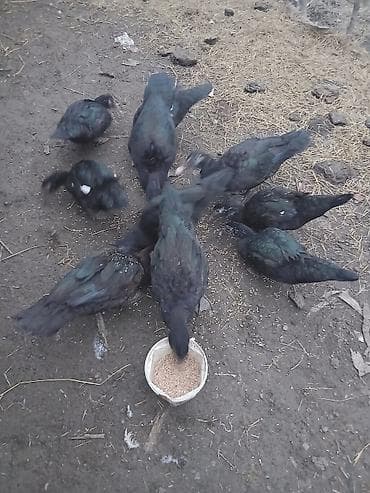 hamster satis: Zümrüdü lal ördəklər 10 dənədir . 25 manatdan kom satılır . 4 erkək 6 — 2