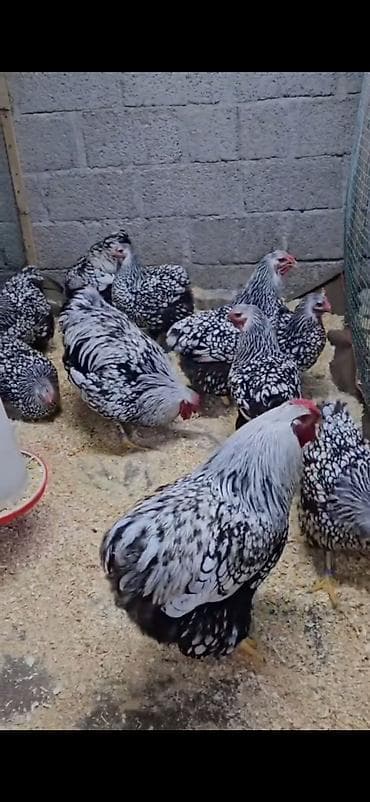 quşlar: Toyuq, Damazlıq — 5