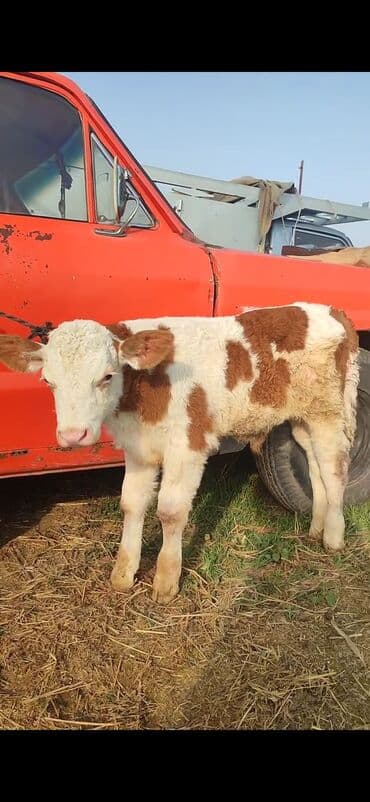 quzu şəkilləri: Satış: balaca buzov - Cins: ağ-qəhvəyi ləkəli, etlik-südlük tip. - — 1