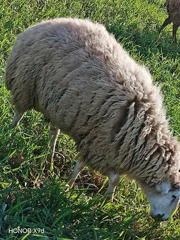 it balası satışı: Quzuluq üçün saxlanılan yerli qoyunlar - Cins: yerli qarışıq ət-yun — 6